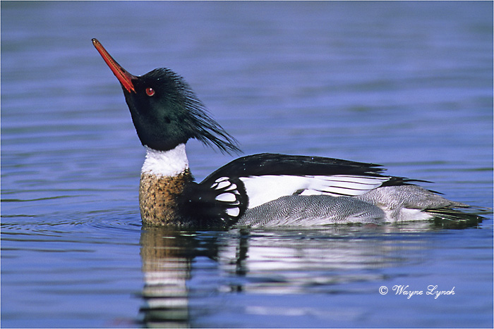 Male Red-breasted Merganser 102B by Dr. Wayne Lynch &copy;